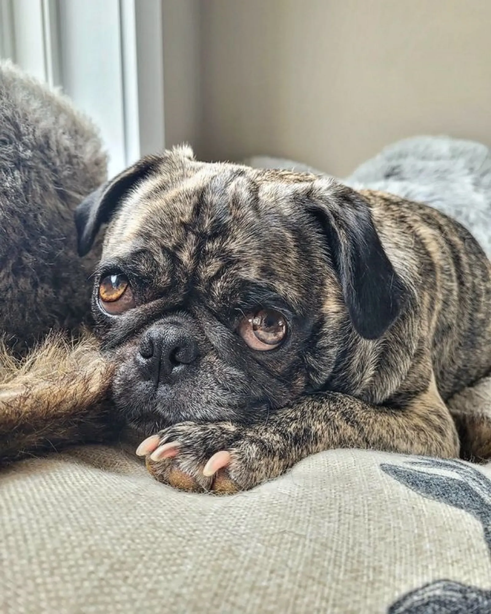 brindle pug dog resting on the couch