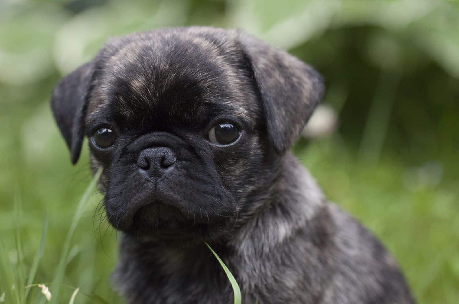 brindle pug puppy in nature