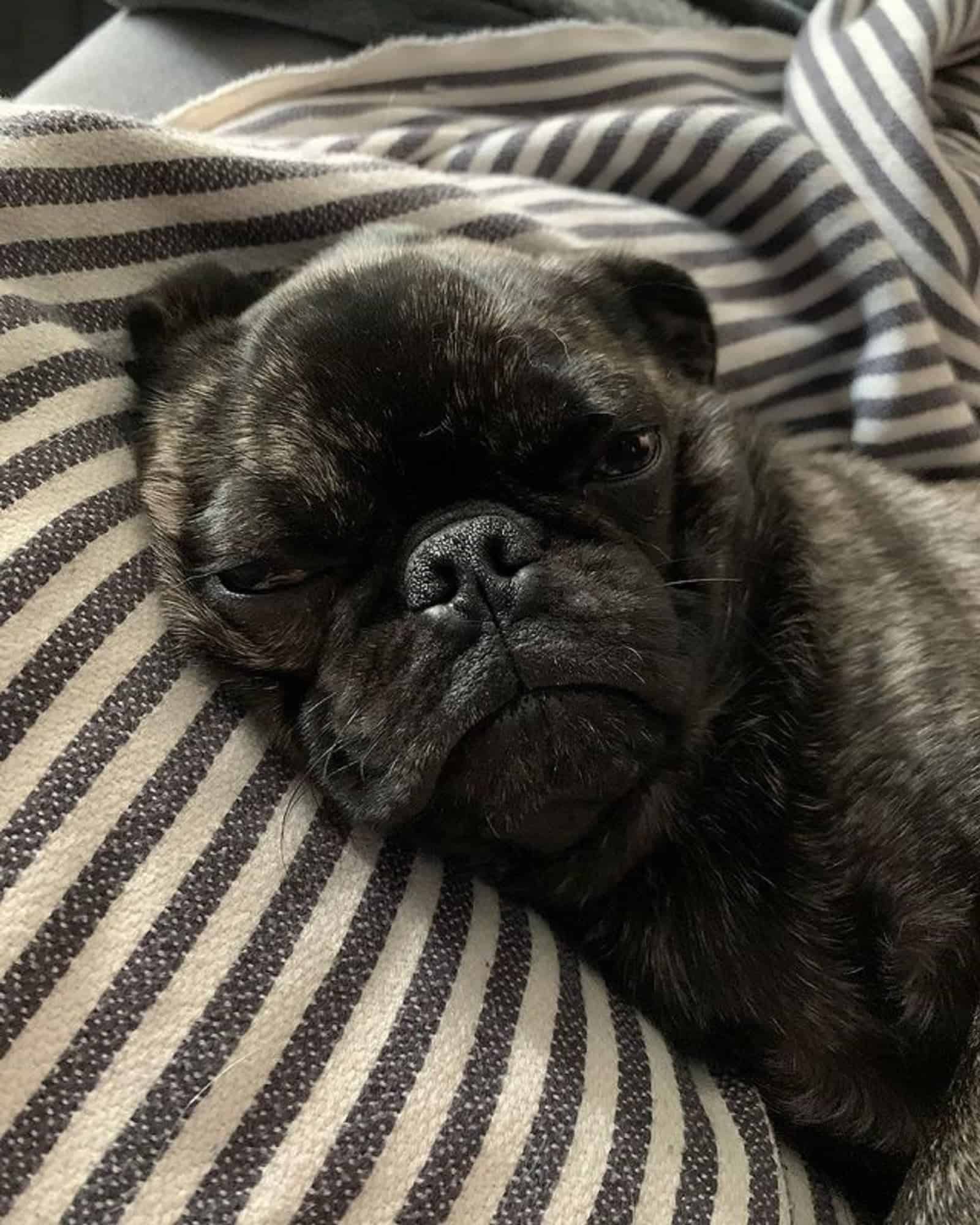 brindle pug resting in the bed