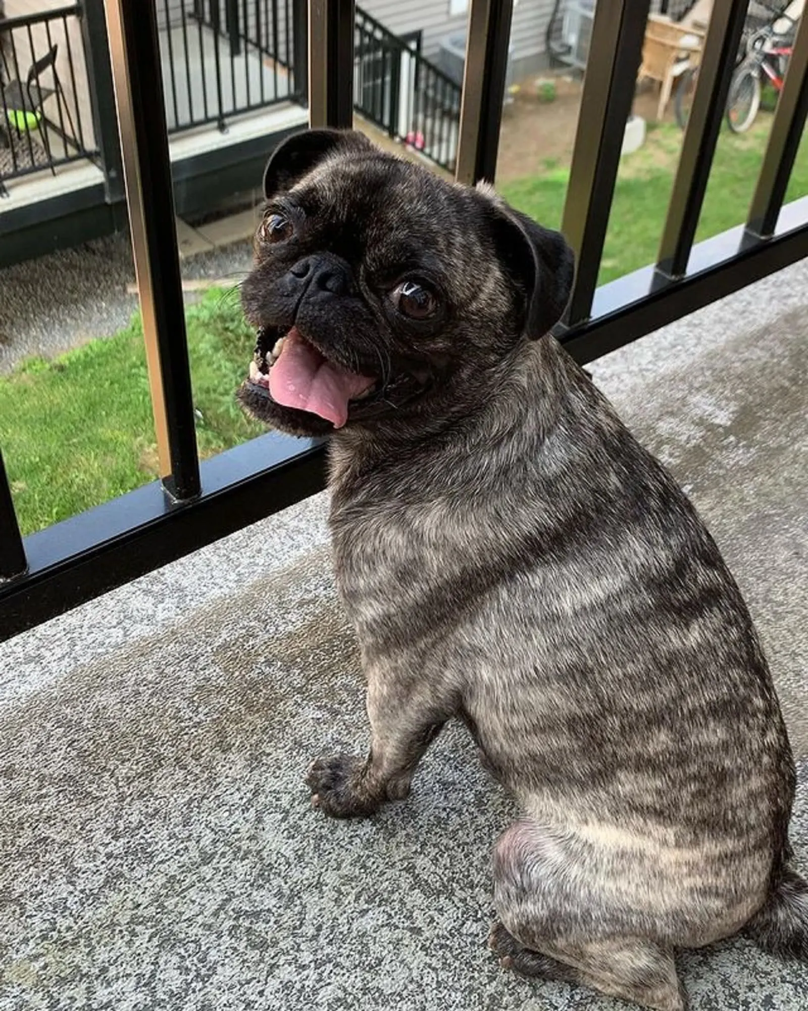 brindle pug sitting on the balcony and looking into camera