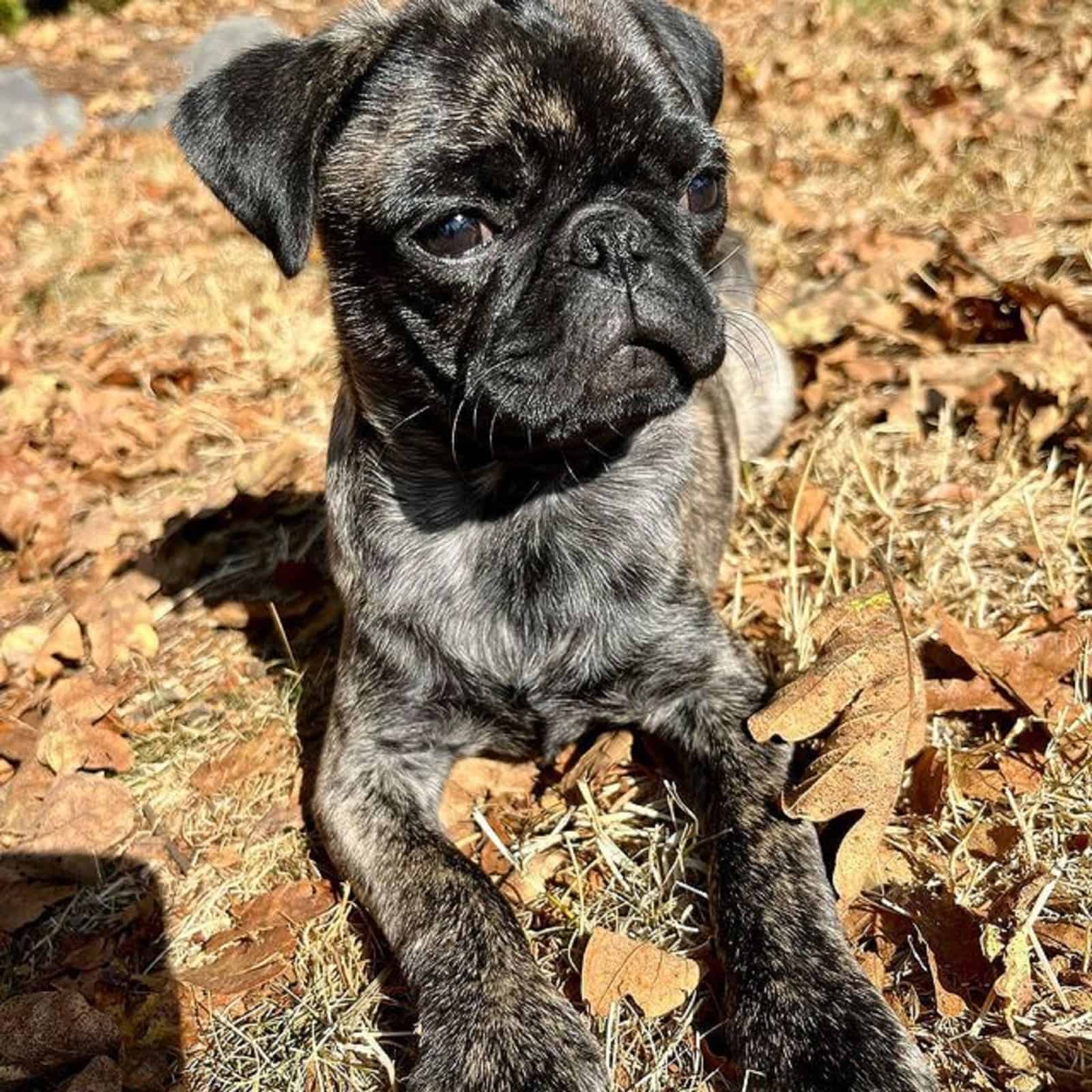 brindle pug lying in the park