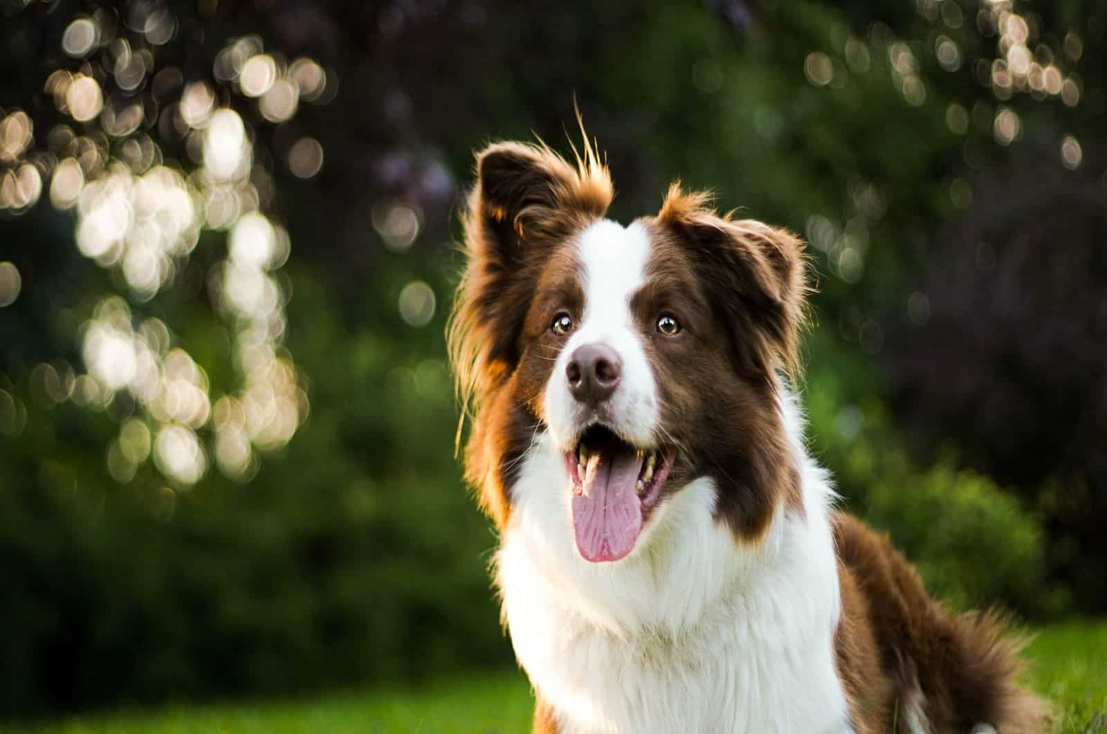 brown border collie