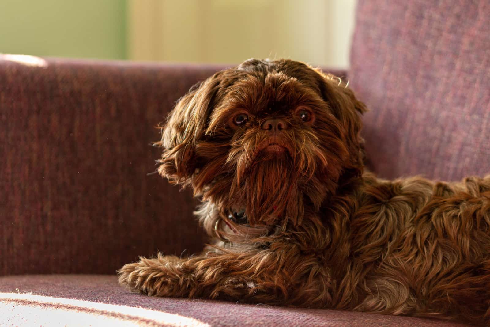 brown shih tzu