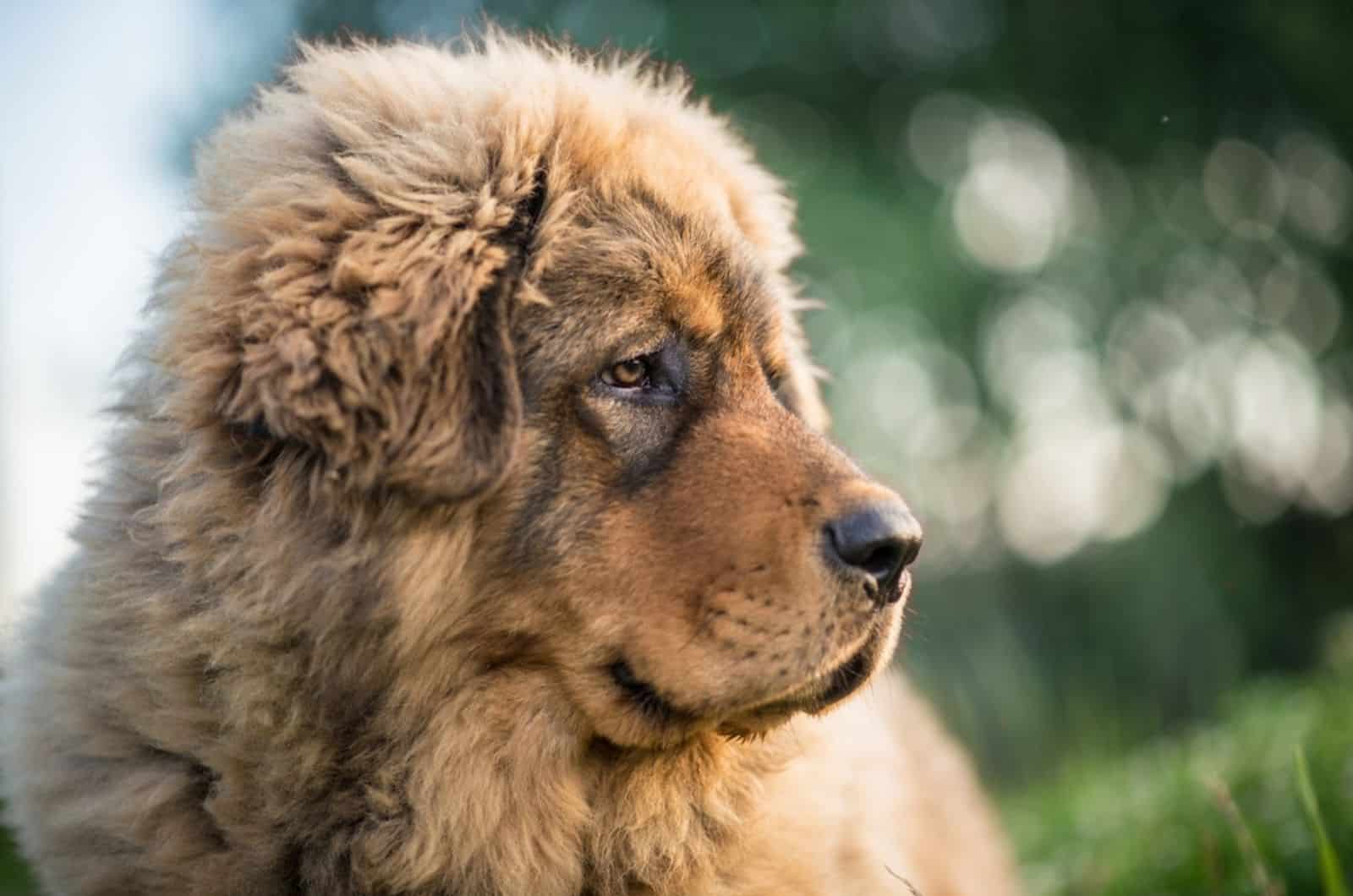 brown tibetan mastiff in nature
