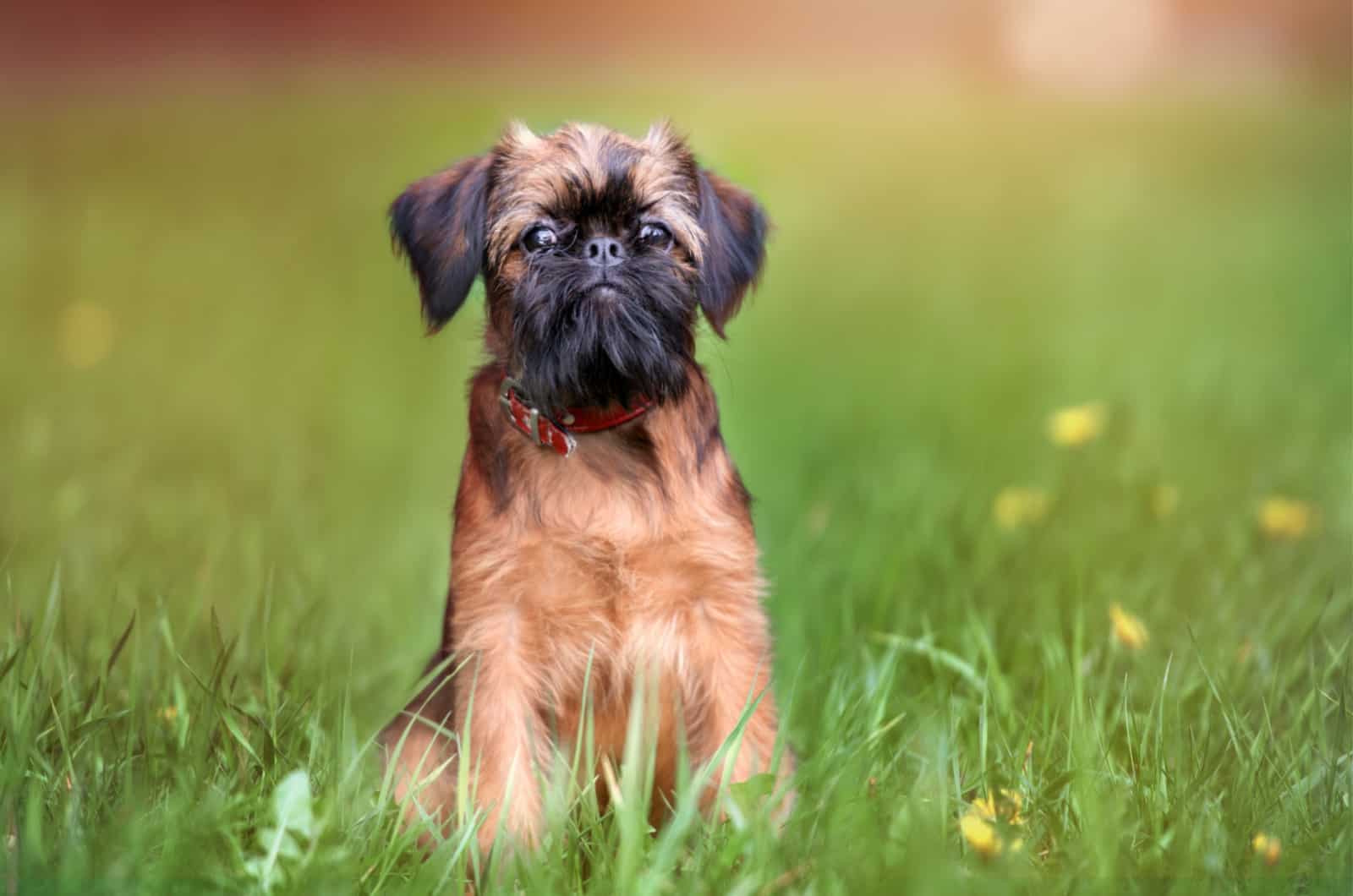 brussels griffon in grass