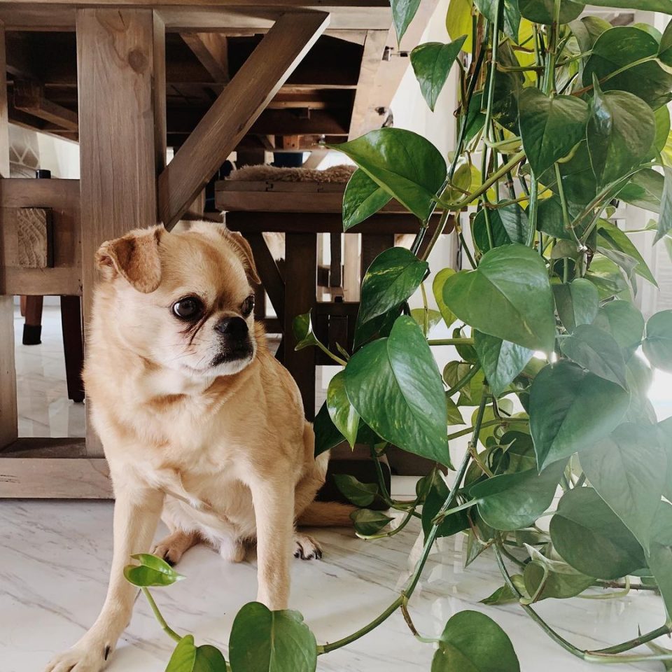 The Brussels Griffon Pug Mix For A Brighter Life