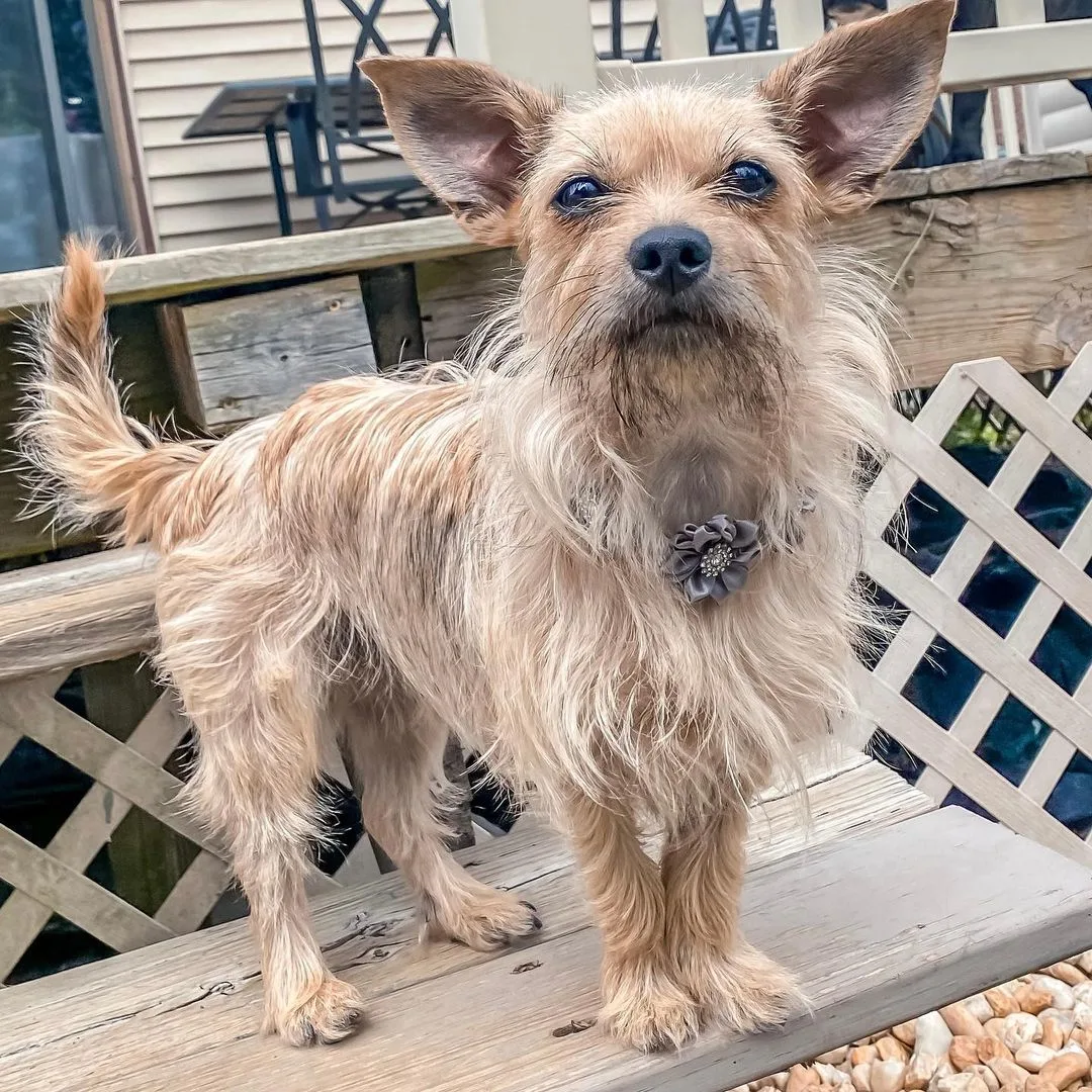 cairn terrier chihuahua mix