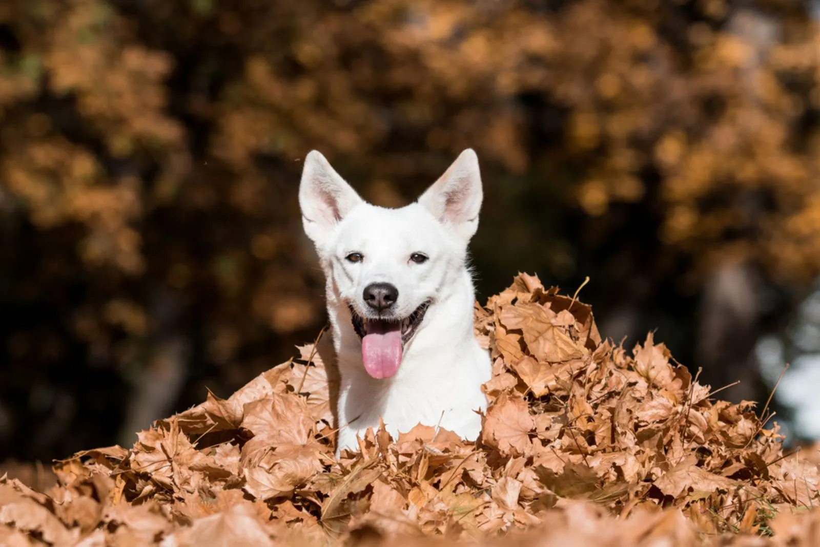 canaan dog in the bunch of leaves