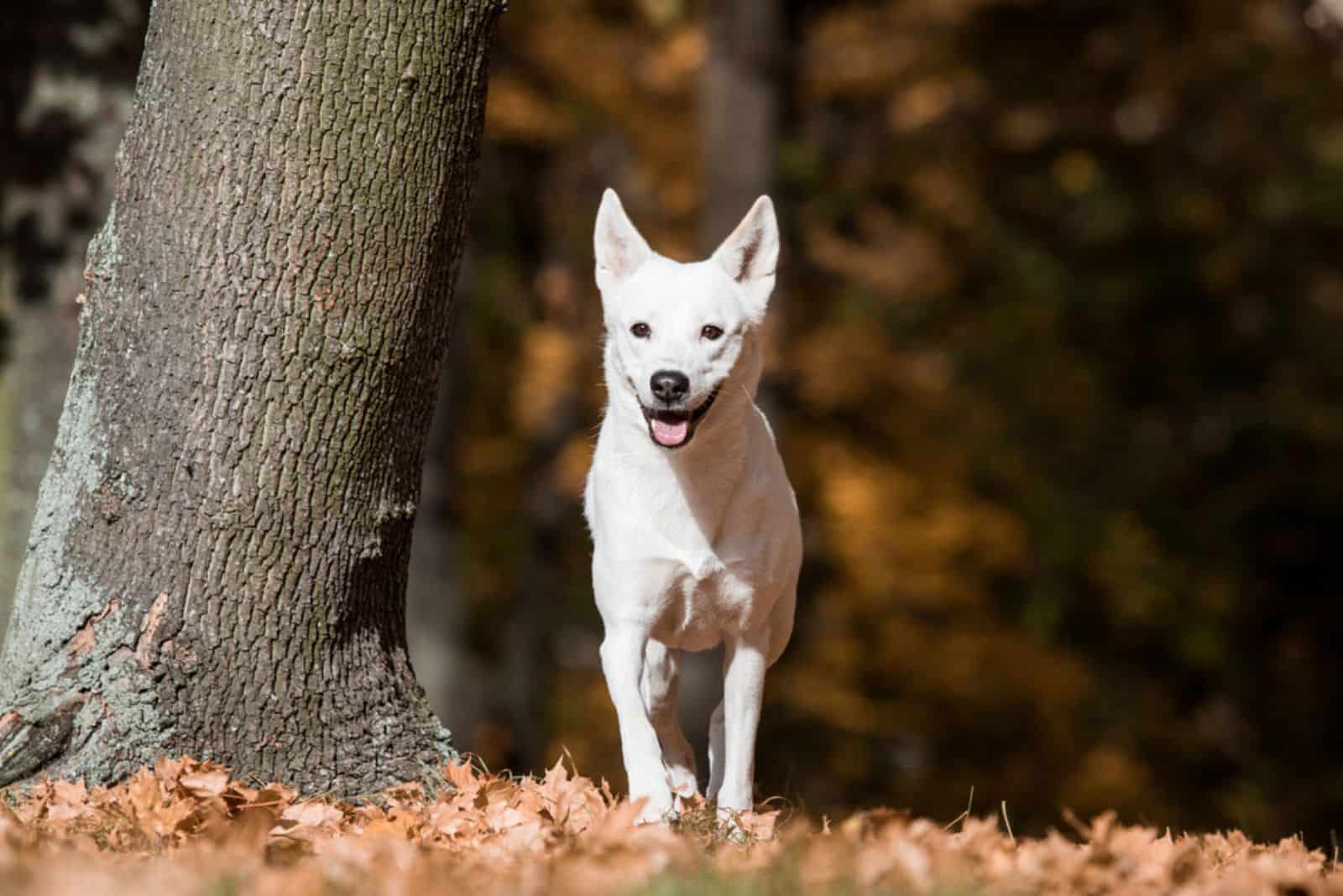 canaan dog in the wood