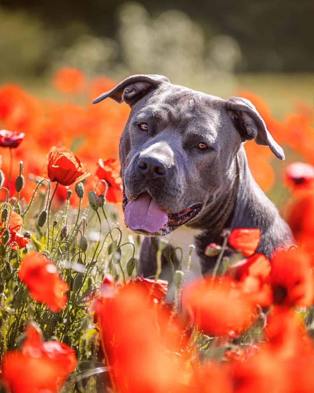 cane corso american bulldog