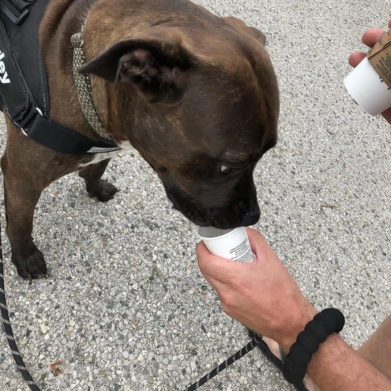 cane corso american bulldog eating from a cup from his owner's hand