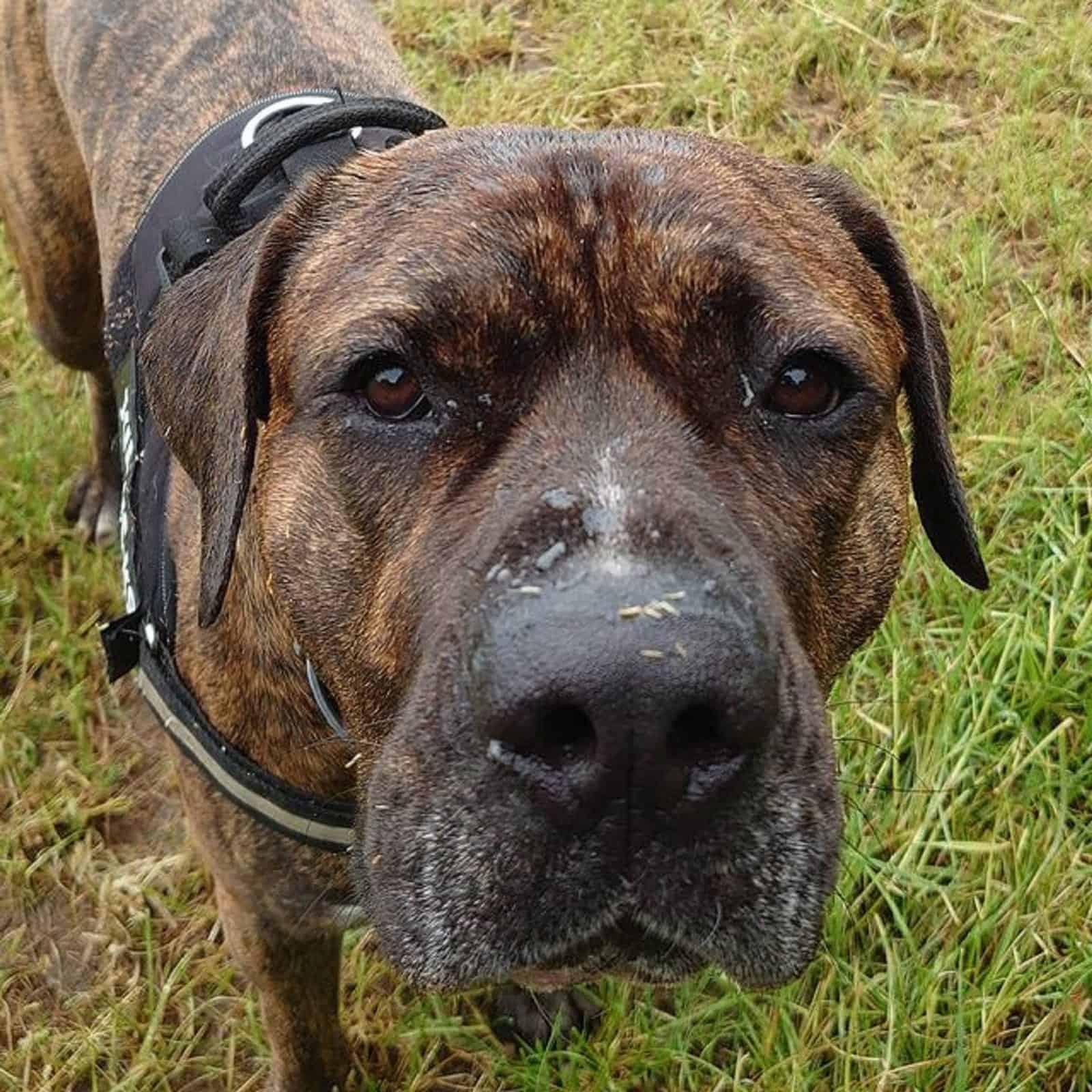 cane corso american bulldog looking into camera while walking in the park