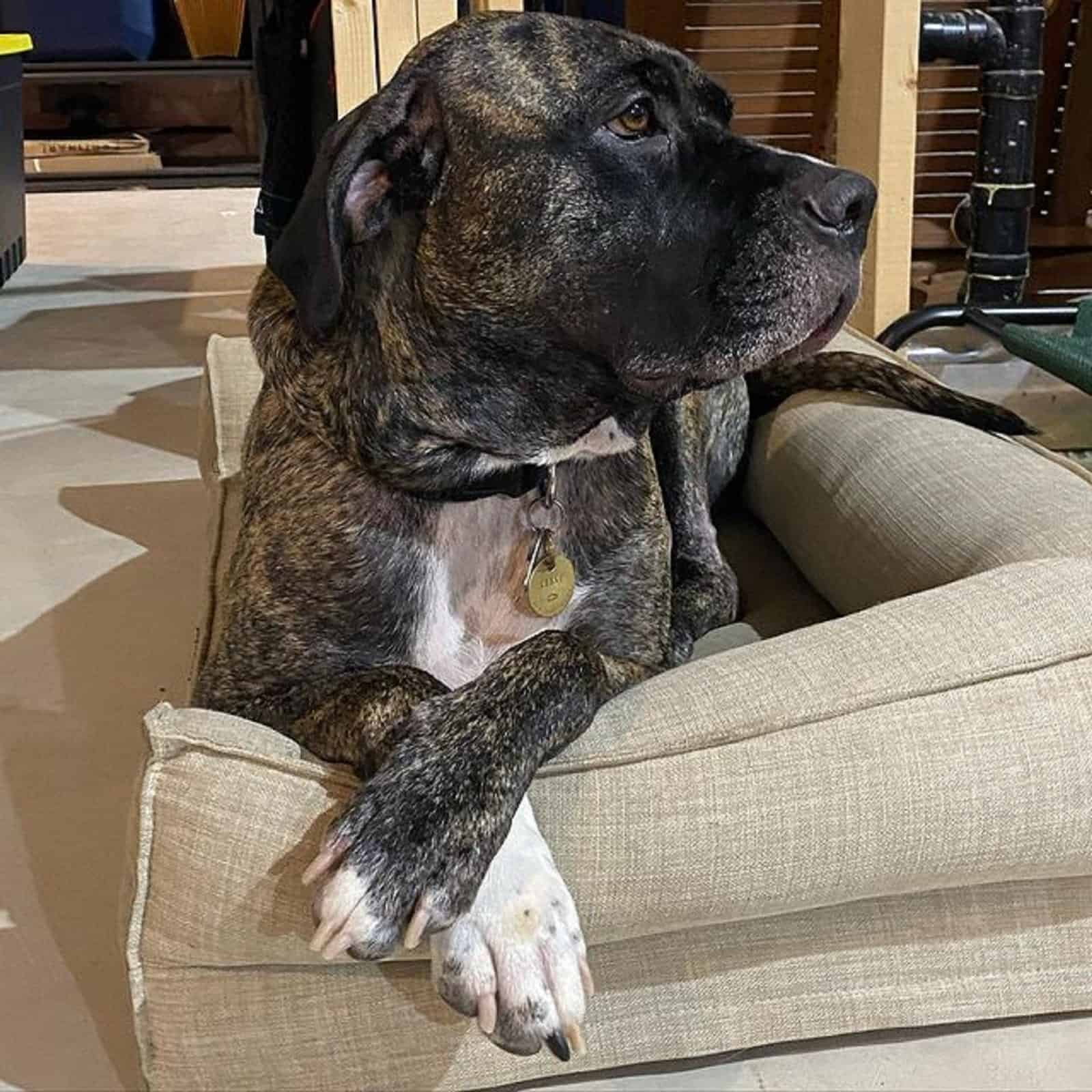 cane corso american bulldog mix lying in his bed