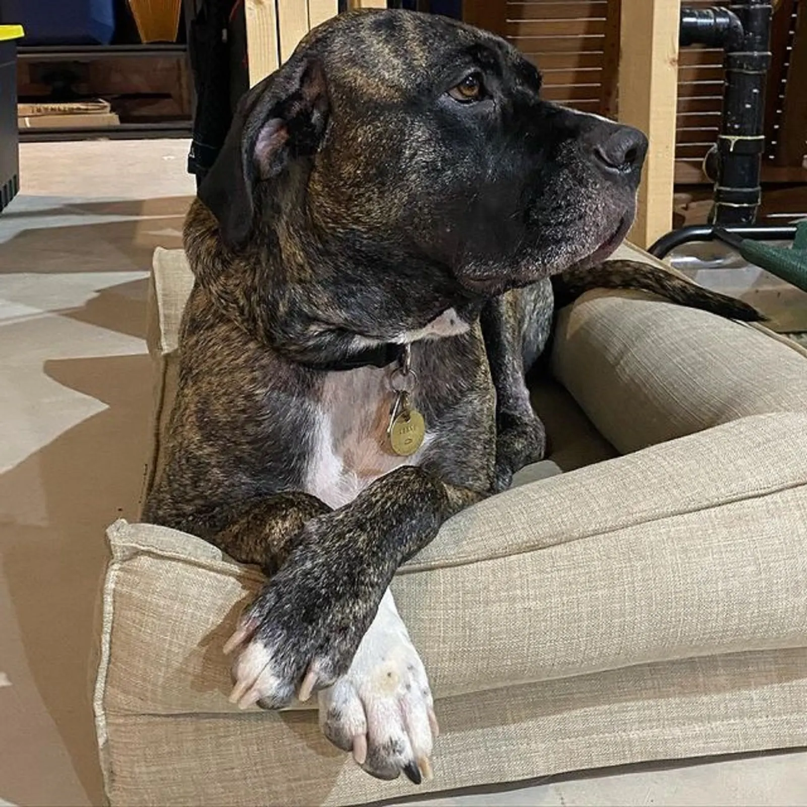 cane corso american bulldog mix lying in his bed