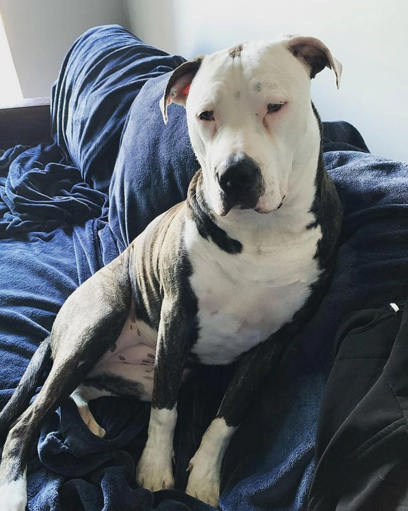 cane corso american bulldog sitting on the couch and looking into camera
