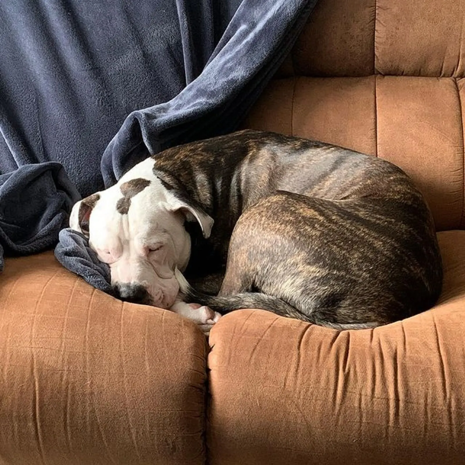 cane corso american bulldog sleeping on the couch