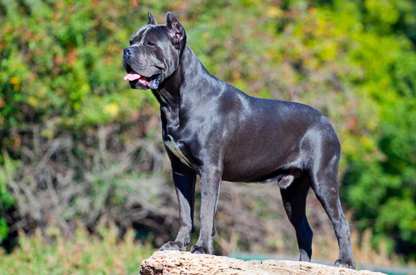 cane corso in nature