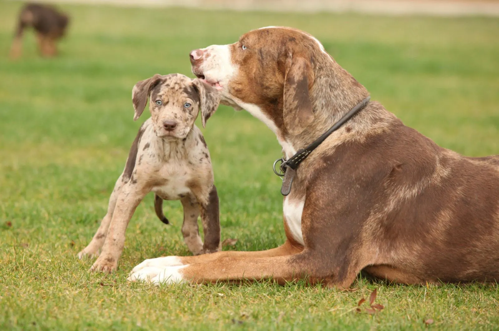 catahoula leopard puppy and his mother on the lawn