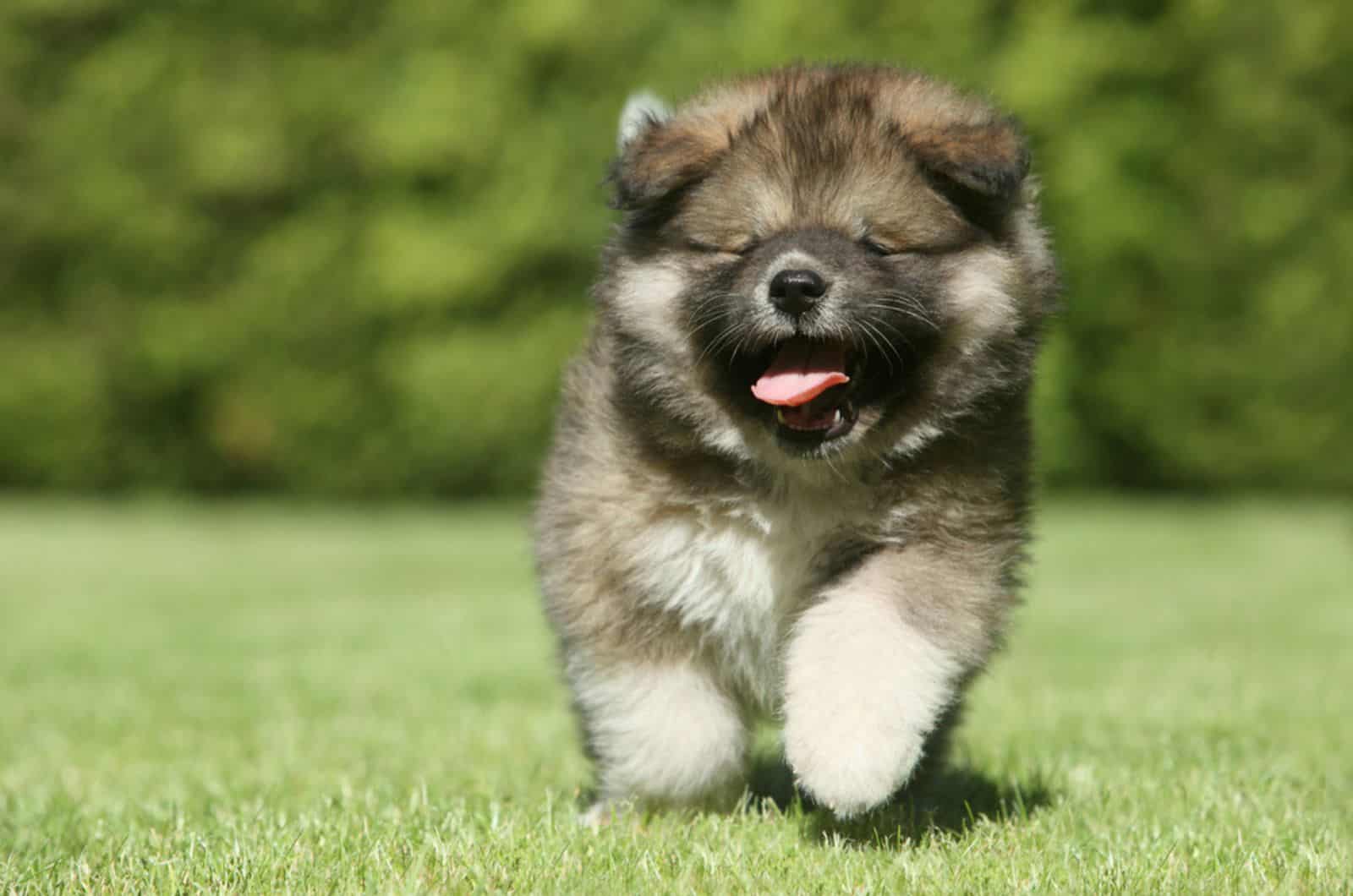 caucasian shepherd dog puppy running on the lawn