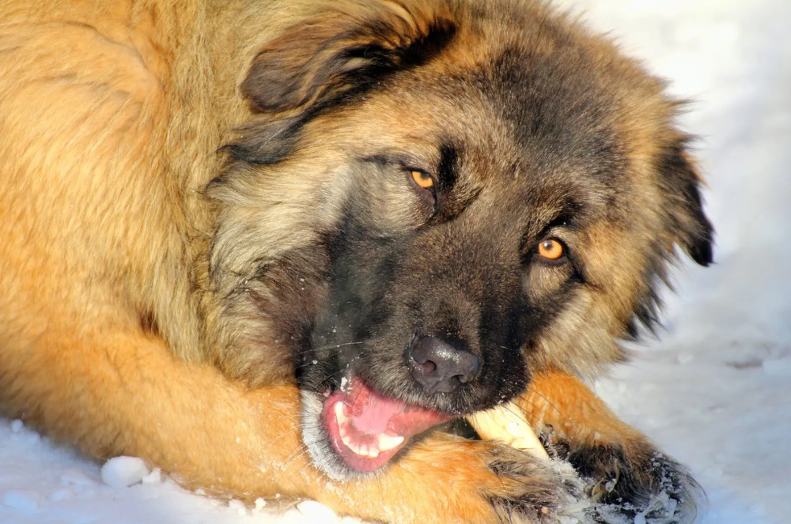 caucasian shepherd eating a bone at snow