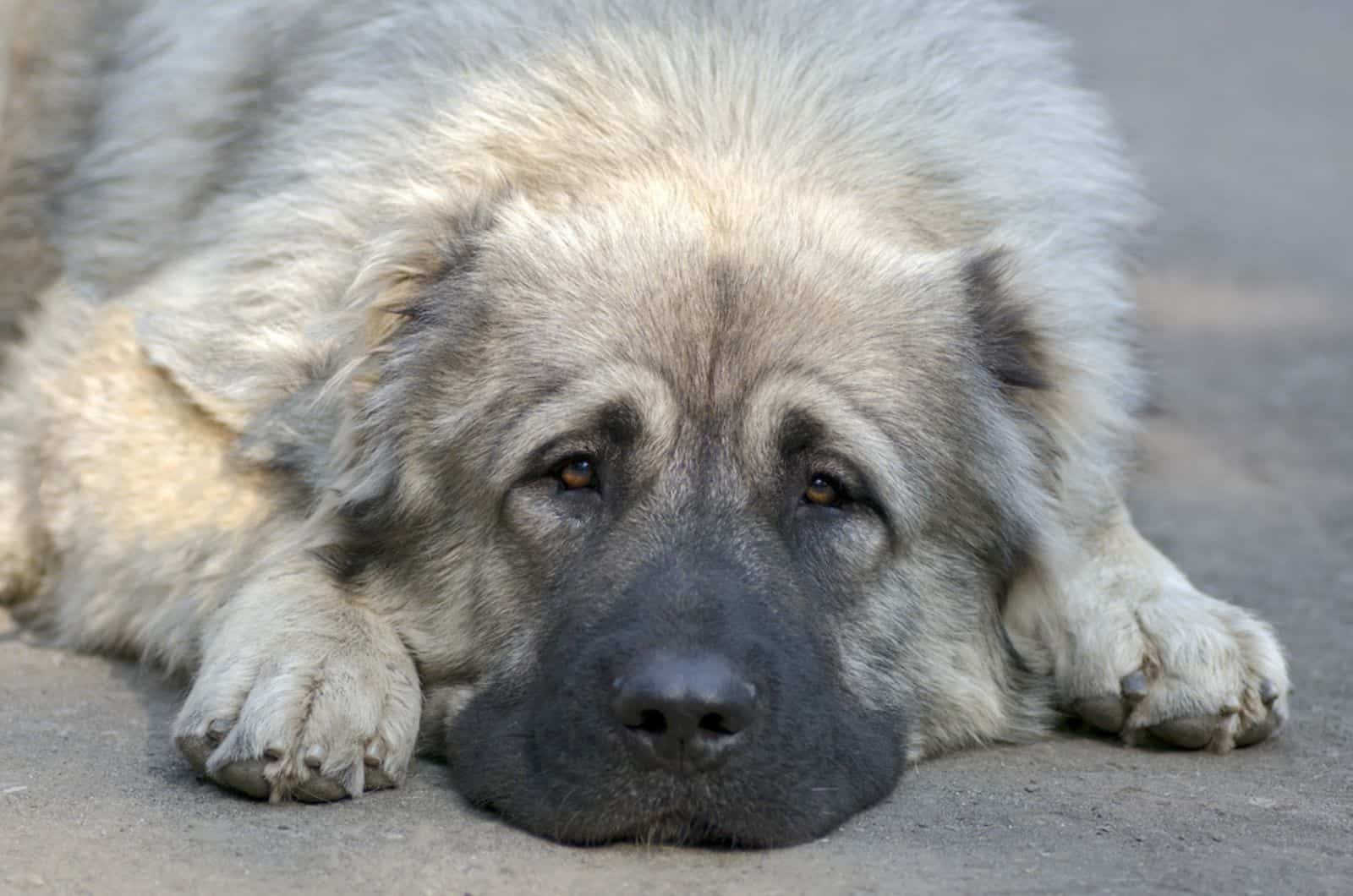 caucasian shepherd lying down on the ground