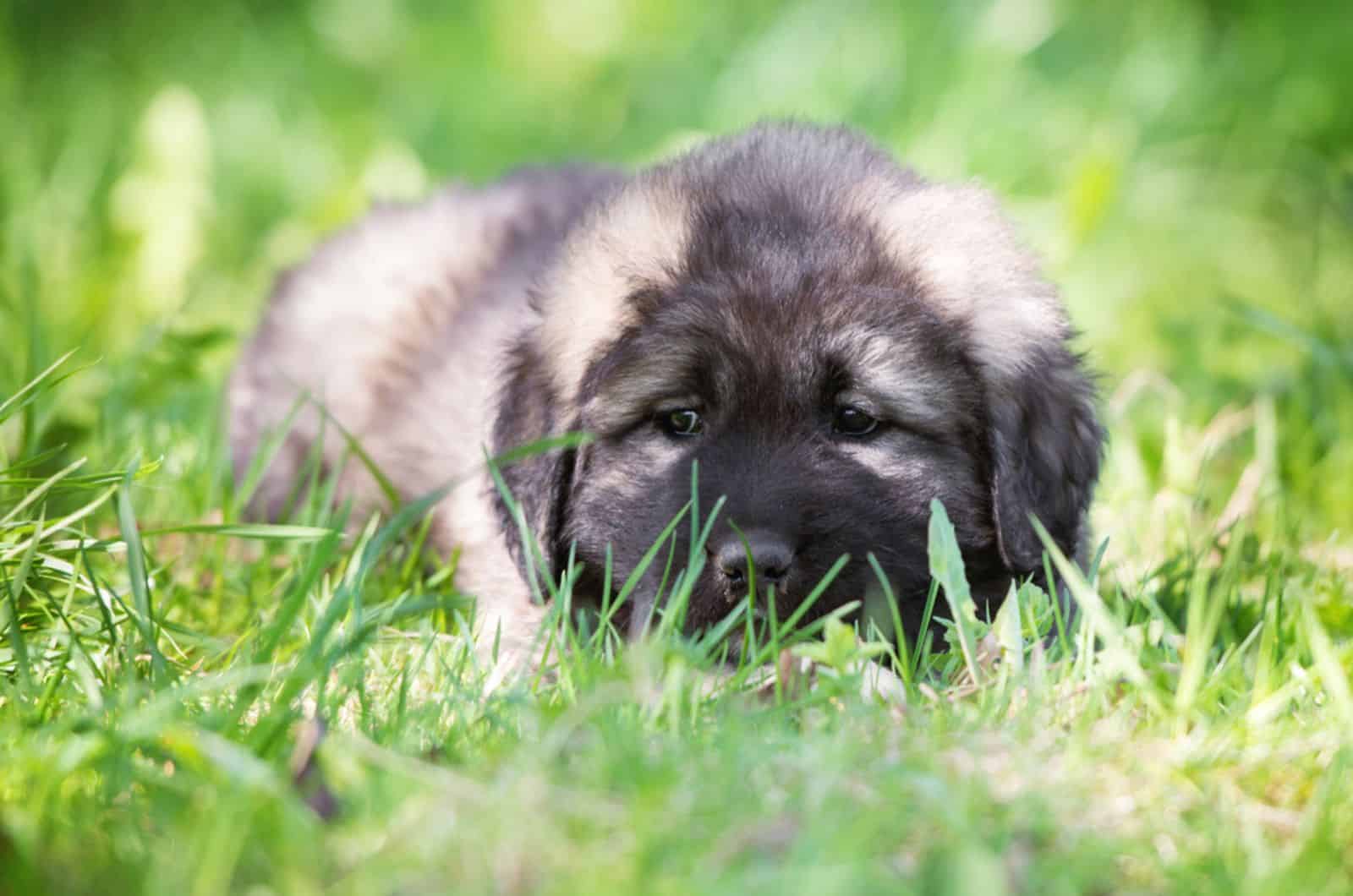 caucasian shepherd puppy lying down in the grass