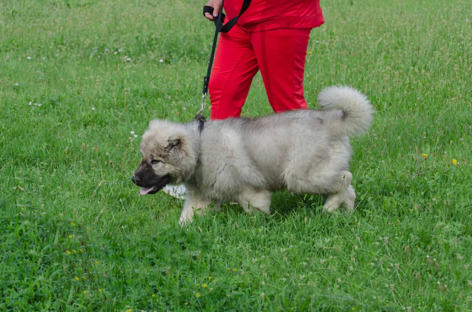 caucasian shepherd puppy on a leash in the park
