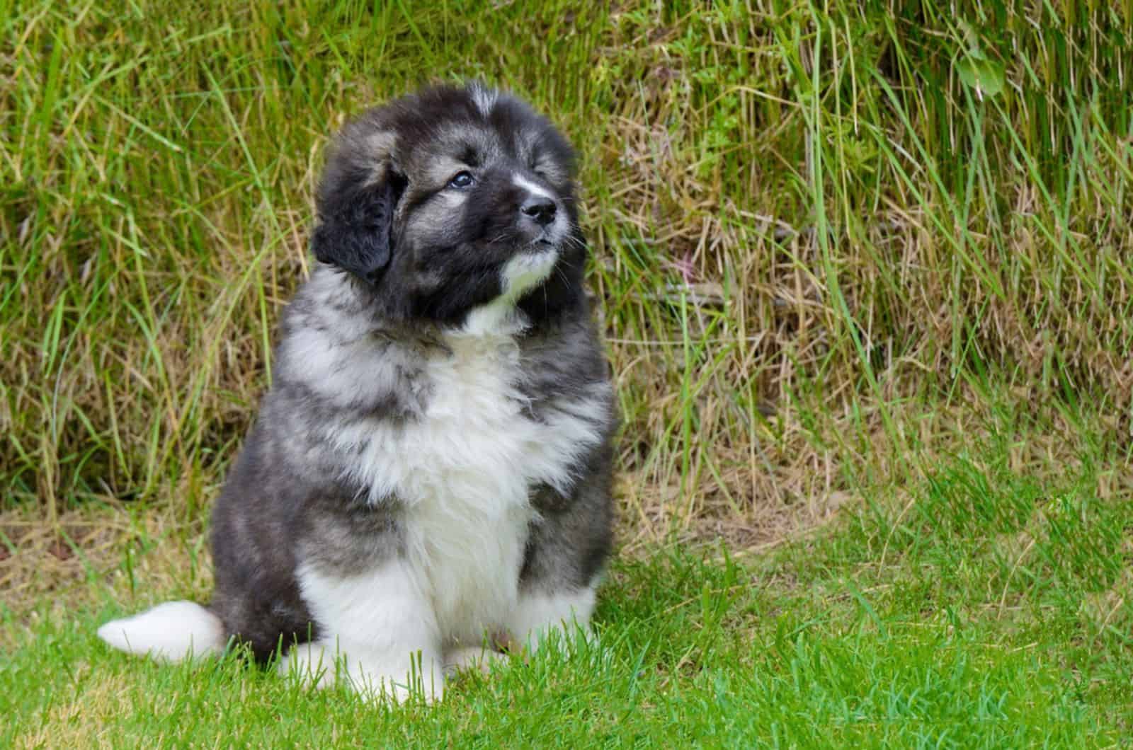 caucasian shepherd puppy sitting on the grass beside a field