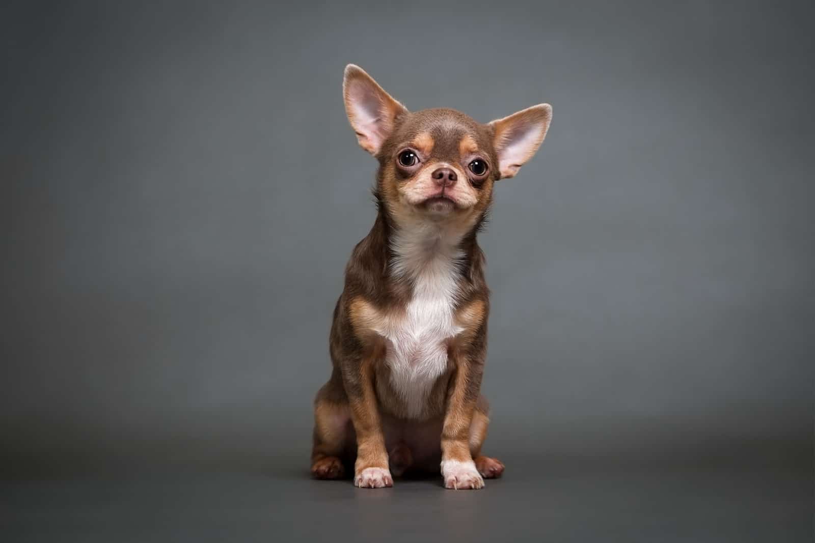 chihuahua puppy on a gray background studio photo