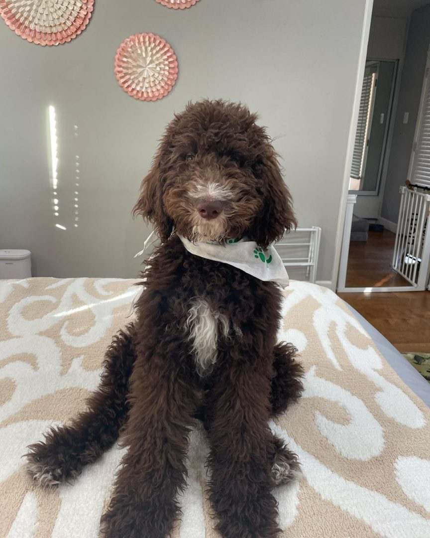 Chocolate Goldendoodle Takes All The Worries Away