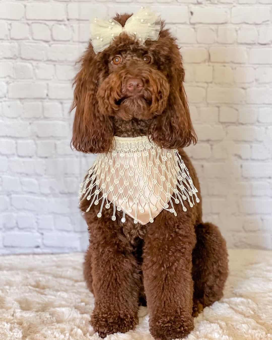 chocolate goldendoodle in a costume