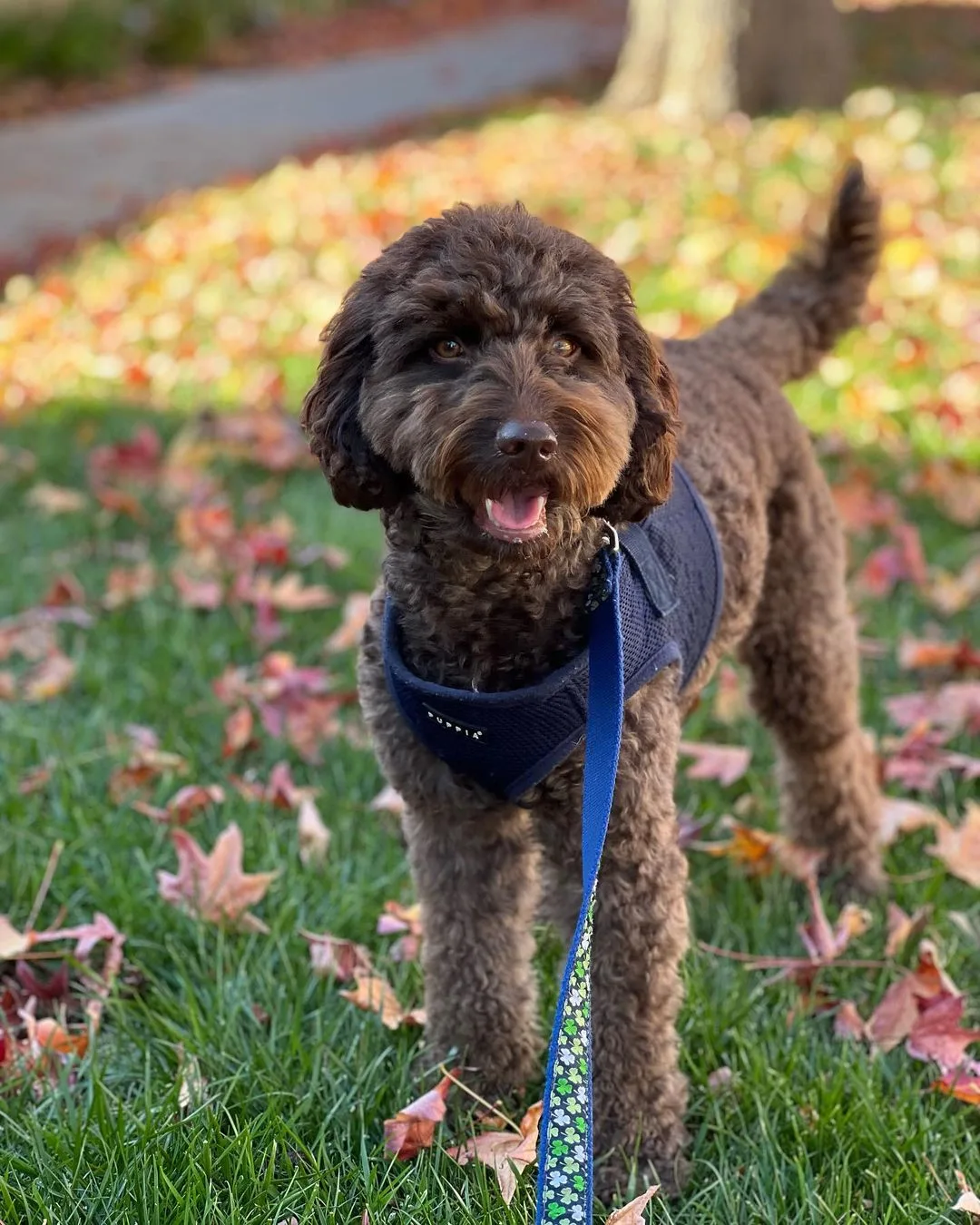chocolate goldendoodle on a leash