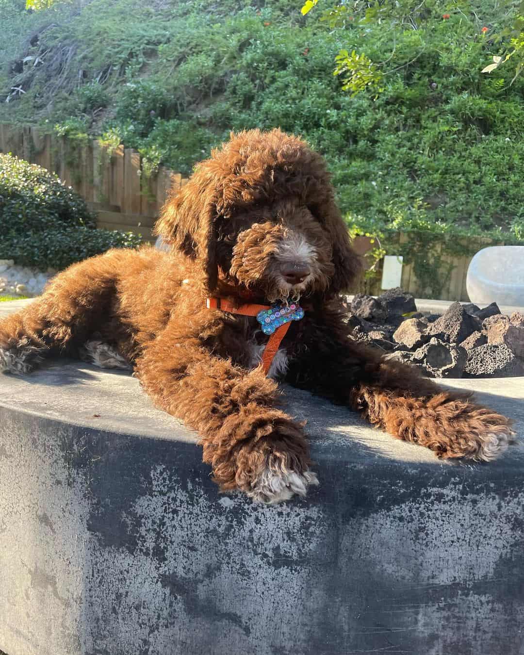 chocolate goldendoodle outside