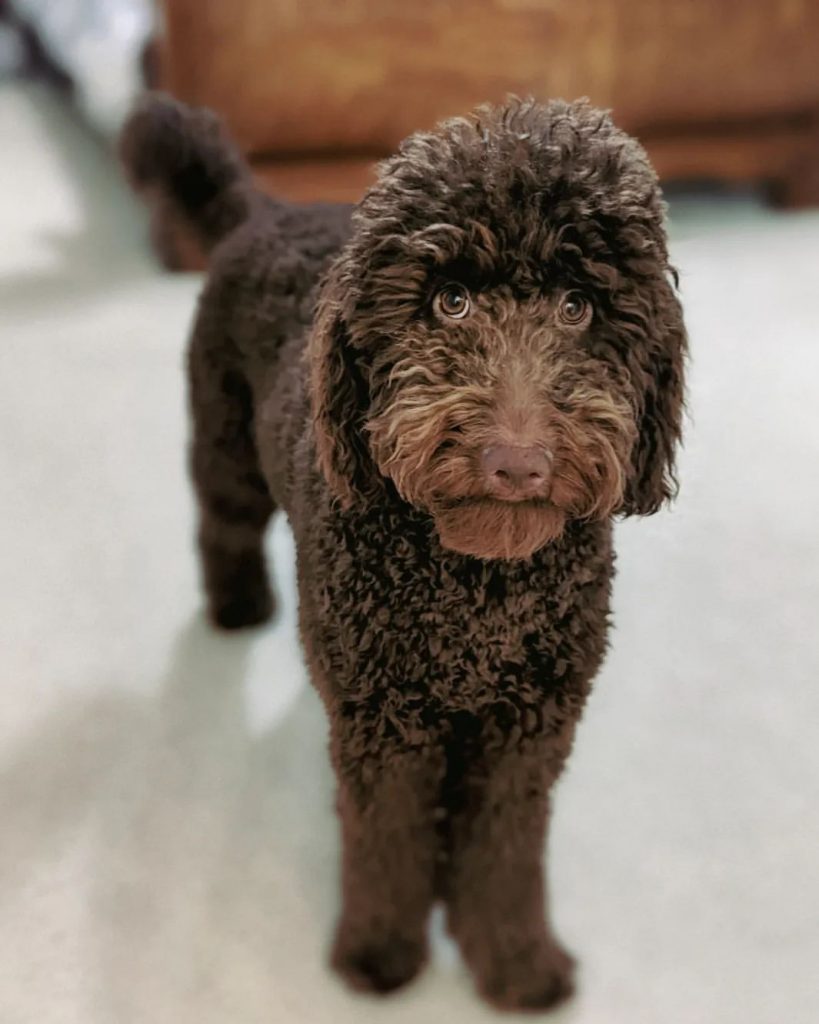 Chocolate Goldendoodle Takes All The Worries Away