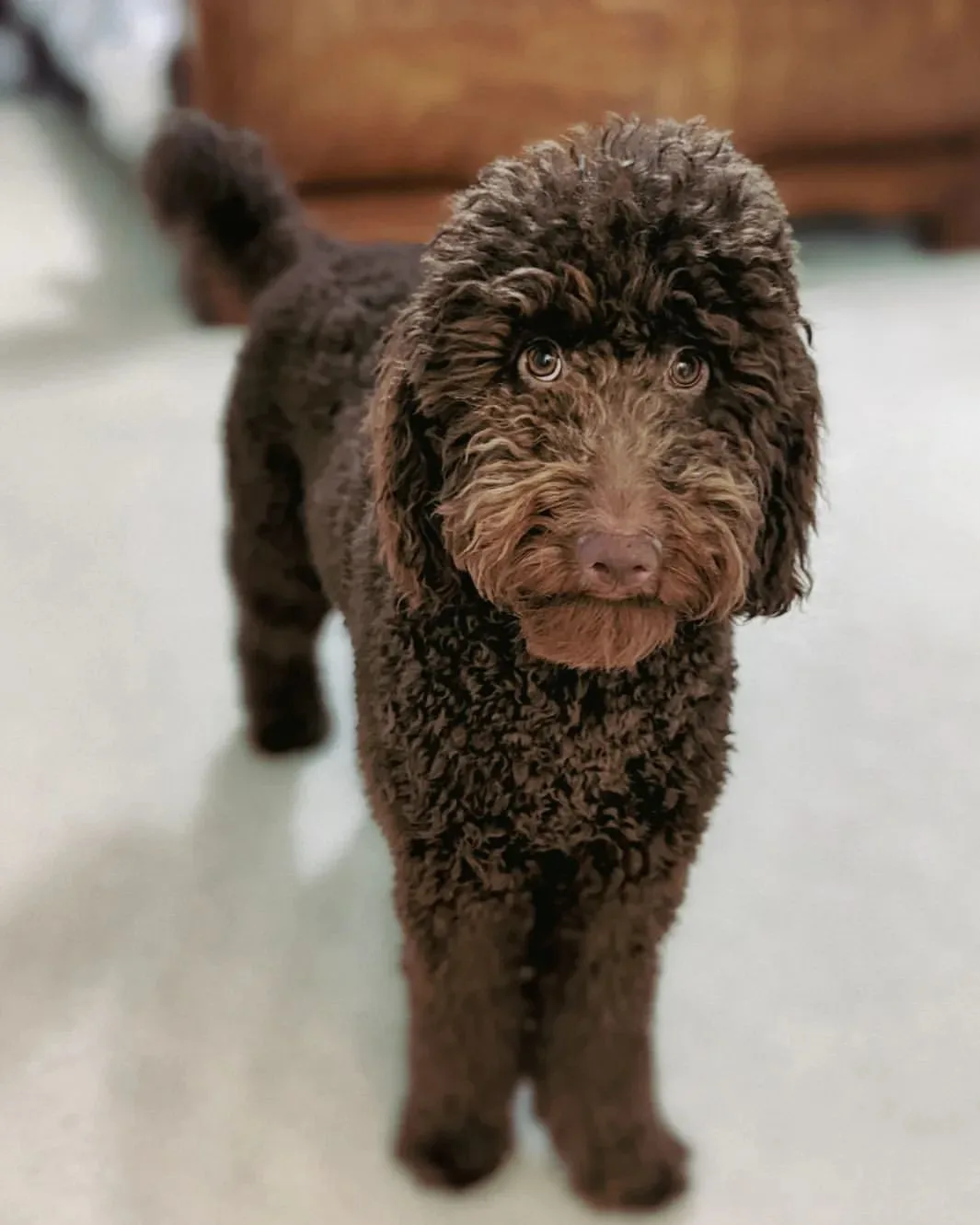 chocolate goldendoodle portrait