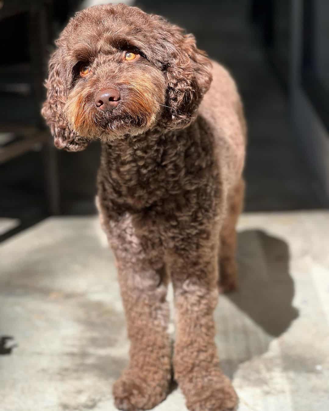 chocolate goldendoodle standing