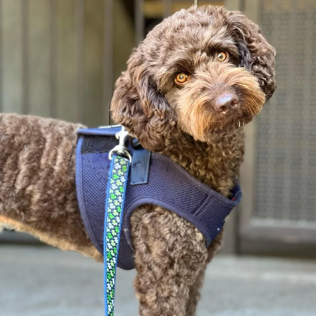 chocolate goldendoodle wearing a harness