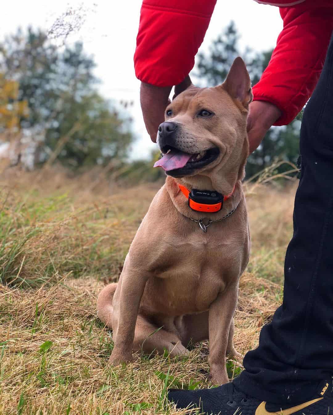 chow chow american bulldog mix