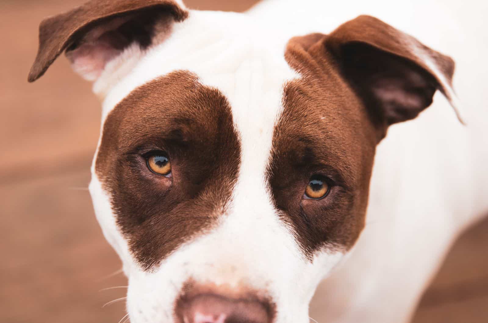 close shot of American Bulldog Pitbull Mix