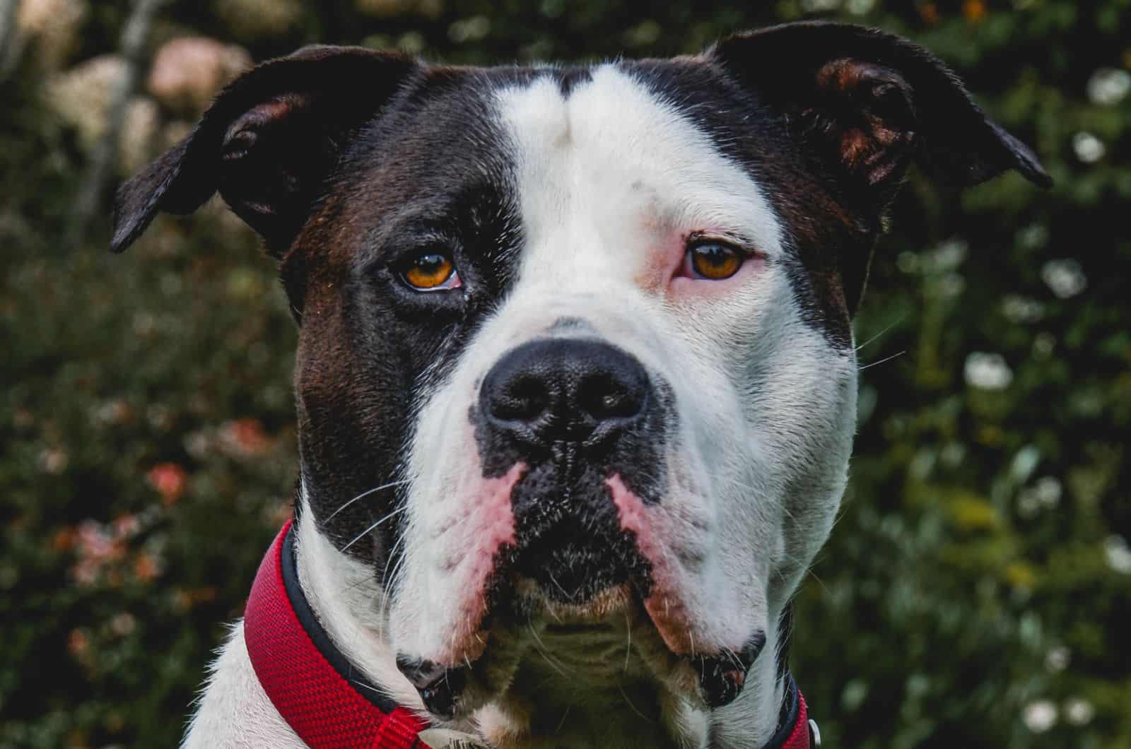 close shot of American Bulldog