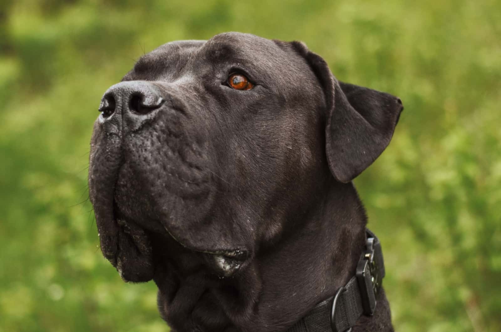 close shot of Black Boerboel