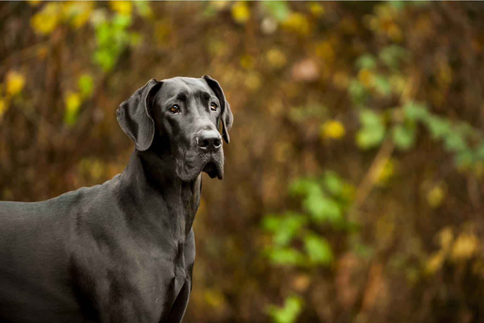 close shot of Great Dane walking outside