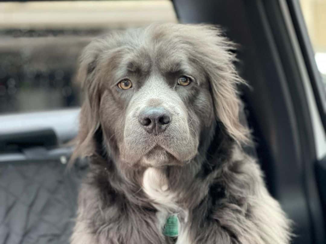 close shot of  Long-Haired Pitbull