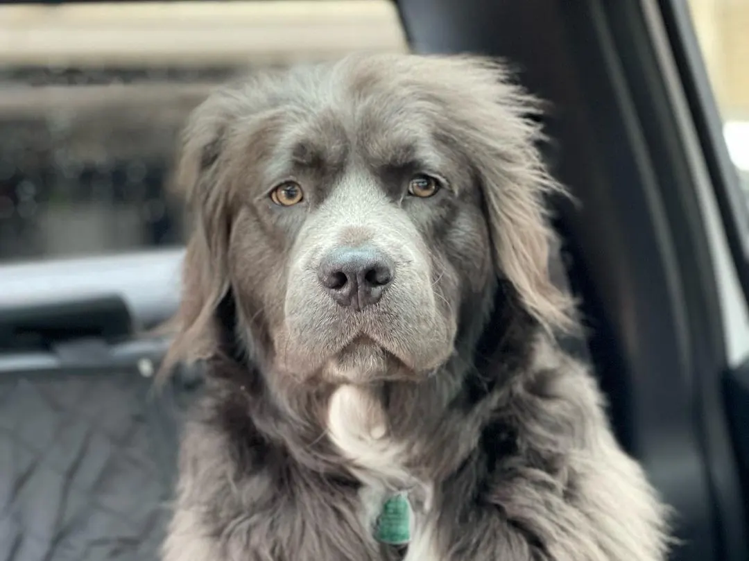 close shot of Long-Haired Pitbull