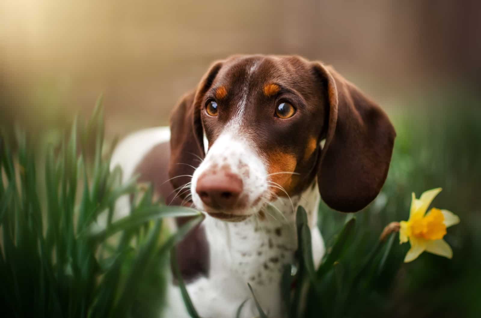 close shot of Piebald Dachshund standing outside