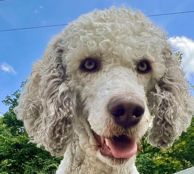 A Sable Poodle: Everything You Need To Know