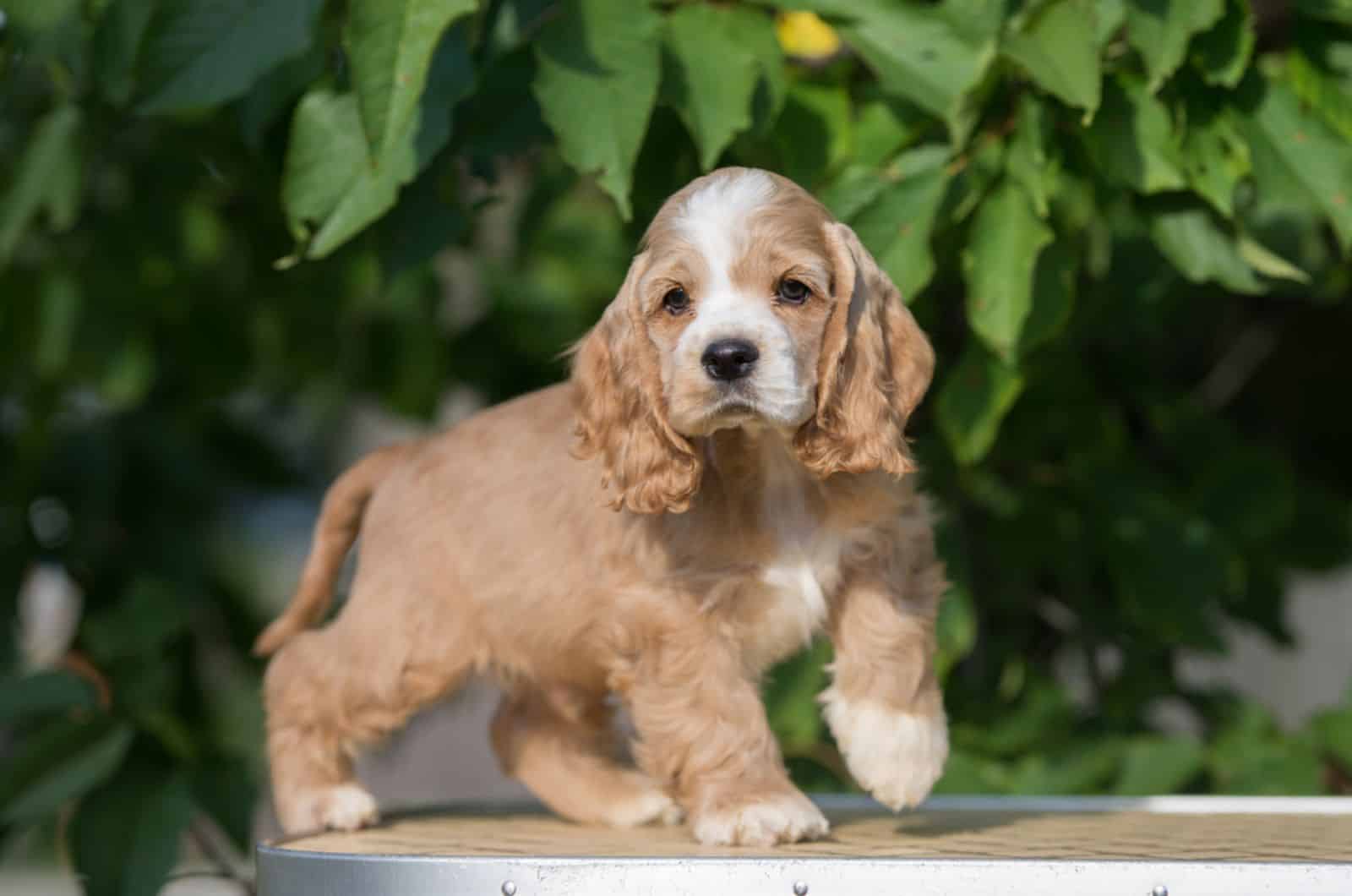 cocker spaniel puppy standign on a table in the garden