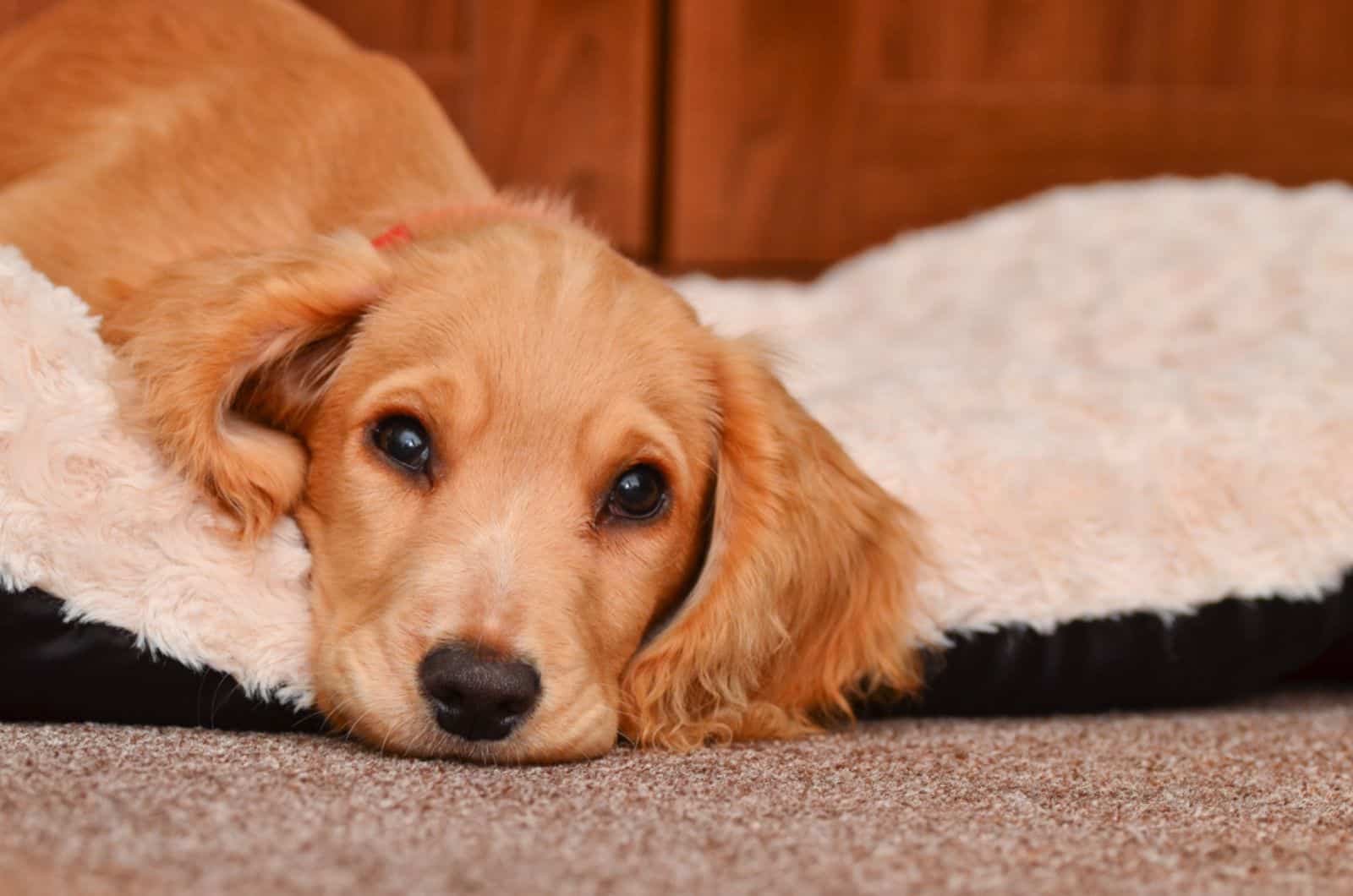 cocker spaniel puppy resting