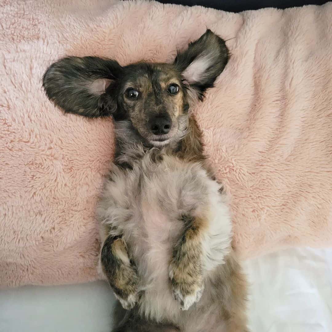 cream brindle dachshund