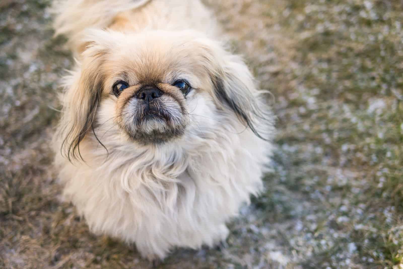 cream pekingese